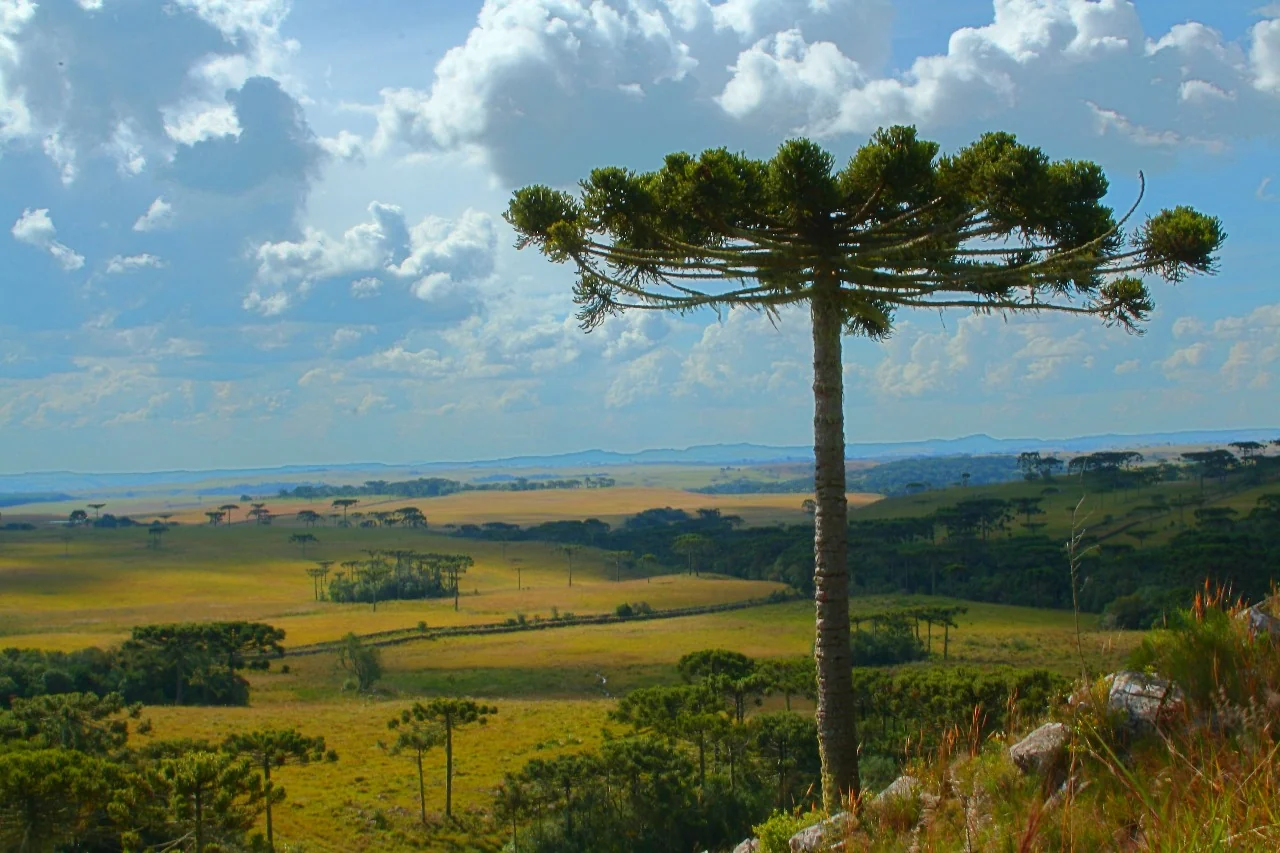 Araucárias em paisagem rural